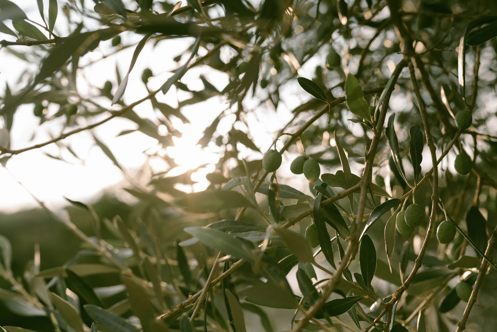 an intimate Italian escape wedding lgbtq wedding ceremony olive grove 