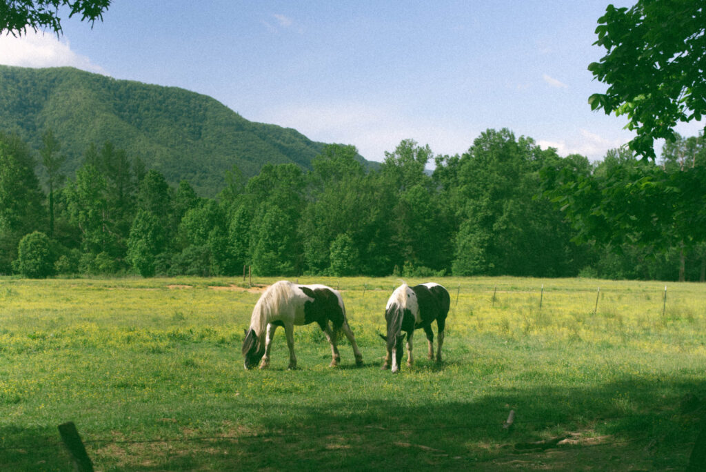 Your Dream Guide to a Smoky Mountain Elopement horses in a field of wildflowers