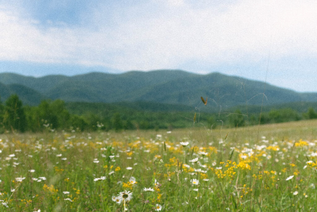 Your Dream Guide to a Smoky Mountain Elopement Bride & Groom in a field of wildflowers Butterfly